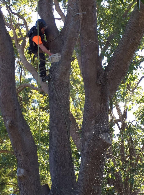 24/7 Tree Services Northern Beaches | Northern Beaches Garden & Trees